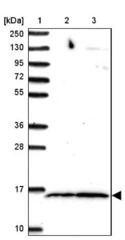 FAM32A Antibody, Novus Biologicals 25 &mu;L, Unlabeled:Antibodies, Polyclonal