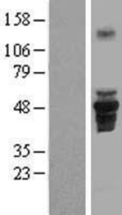 Novus Biologicals&trade;&nbsp;FAM43A Overexpression Lysate