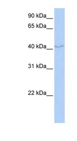 FAM50B Antibody, Novus Biologicals 100μL; Unlabeled:Antibodies, Polyclonal