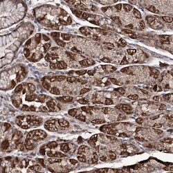 FAM53B Antibody, Novus Biologicals 25 &mu;L; Unlabeled:Antibodies, Polyclonal