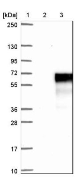 FAM53C Antibody, Novus Biologicals 0.1mL; Unlabeled:Antibodies, Polyclonal