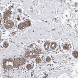 CYP24A1 Antibody, Novus Biologicals:Antibodies:Primary Antibodies