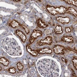 FAM55B Antibody, Novus Biologicals 25 &mu;L, Unlabeled:Antibodies, Polyclonal
