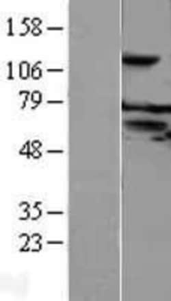 Novus Biologicals&trade;&nbsp;FAM55C Overexpression Lysate