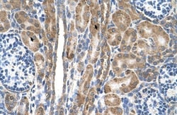 FAM55D Antibody, Novus Biologicals:Antibodies:Primary Antibodies