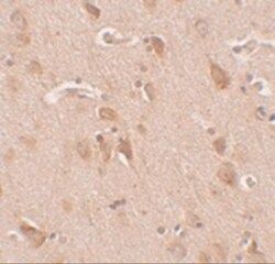 FAM59B Antibody - BSA Free, Novus Biologicals 0.025 mg, Unlabeled:Antibodies,