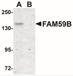 FAM59B Antibody - BSA Free, Novus Biologicals 0.025 mg, Unlabeled:Antibodies,