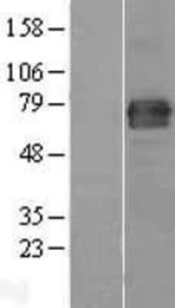 Novus Biologicals&trade;&nbsp;FAM65B Overexpression Lysate