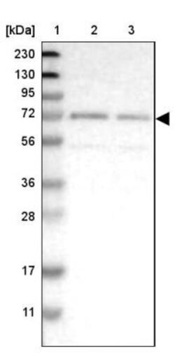 FAM73A Antibody, Novus Biologicals:Antibodies:Primary Antibodies