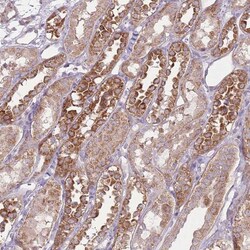 FAM75D1 Antibody, Novus Biologicals 25 &mu;L, Unlabeled:Antibodies, Polyclonal