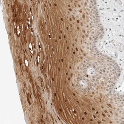 FAM80A Antibody, Novus Biologicals 25 &mu;L; Unlabeled:Antibodies, Polyclonal