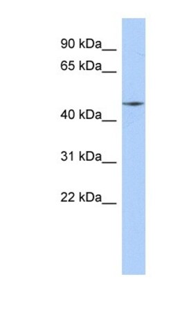 FAM80A Antibody, Novus Biologicals 100&mu;L; Unlabeled:Antibodies, Polyclonal