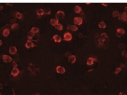 FAM82A Antibody - BSA Free, Novus Biologicals 0.1mg; Unlabeled:Antibodies,