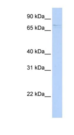 FAM82A Antibody, Novus Biologicals 100 &mu;L | Buy Online | Novus Biologicals | Fisher Scientific