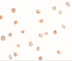 FAM82A Antibody - BSA Free, Novus Biologicals 0.1mg; Unlabeled:Antibodies,