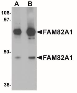 FAM82A Antibody - BSA Free, Novus Biologicals 0.1mg; Unlabeled:Antibodies,