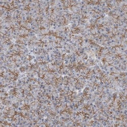 FAM83G Antibody, Novus Biologicals 25 &mu;L, Unlabeled:Antibodies, Polyclonal