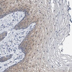 FAM83H Antibody, Novus Biologicals 0.1mL; Unlabeled:Antibodies, Polyclonal