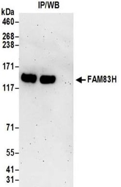 FAM83H Antibody, Novus Biologicals 0.1mg; Unlabeled:Antibodies, Polyclonal