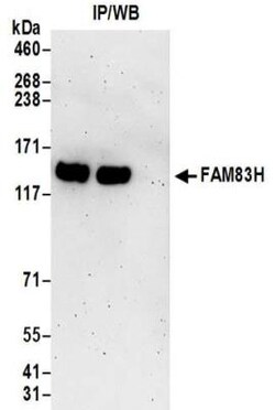 FAM83H Antibody, Novus Biologicals 0.1mg; Unlabeled:Antibodies, Polyclonal