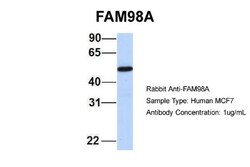 FAM98A Antibody, Novus Biologicals 100 &mu;L | Buy Online | Novus Biologicals | Fisher Scientific