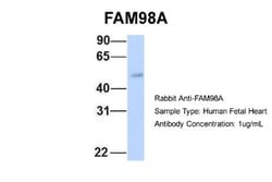 FAM98A Antibody, Novus Biologicals 100 &mu;L | Buy Online | Novus Biologicals | Fisher Scientific
