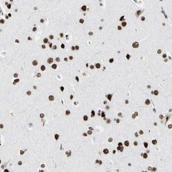 FAM98B Antibody, Novus Biologicals 0.1mL; Unlabeled:Antibodies, Polyclonal