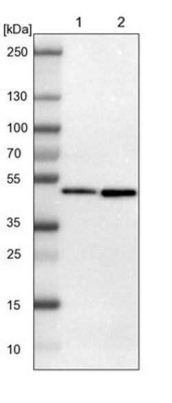 FAM98B Antibody, Novus Biologicals 0.1mL; Unlabeled:Antibodies, Polyclonal