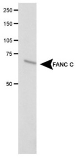 FANCC Antibody, Novus Biologicals 0.1mL; Unlabeled:Antibodies, Polyclonal