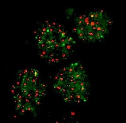 FANCD2 Antibody, Biotin, Novus Biologicals 0.05mL; Biotin:Antibodies, Polyclonal