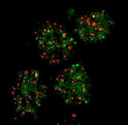 FANCD2 Antibody - BSA Free, Novus Biologicals:Antibodies:Primary Antibodies