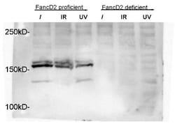 FANCD2 Antibody - BSA Free, Novus Biologicals 0.025mL; Unlabeled:Antibodies,