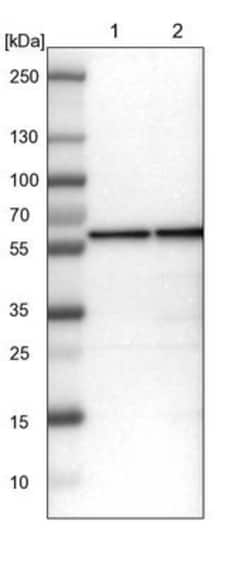 FARSLA Antibody, Novus Biologicals 0.1mL; Unlabeled:Antibodies, Polyclonal