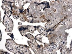 Fas/TNFRSF6/CD95 Antibody (MM0041-12J3) - Azide and BSA Free, Novus Biologicals