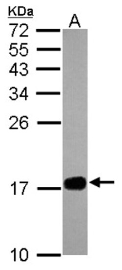 Fast skeletal myosin light chain 1 Antibody, Novus Biologicals 0.1mL; Unlabeled:Antibodies,