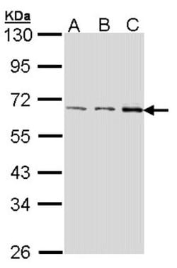 FASTK Antibody, Novus Biologicals 0.1mL; Unlabeled:Antibodies, Polyclonal