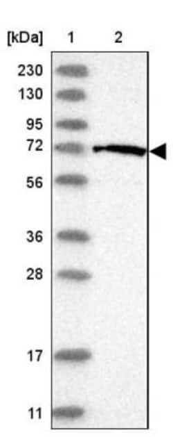FASTK Antibody, Novus Biologicals:Antibodies:Primary Antibodies