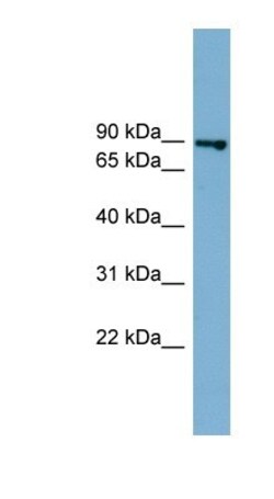 FASTKD2 Antibody, Novus Biologicals 100&mu;L; Unlabeled:Antibodies, Polyclonal