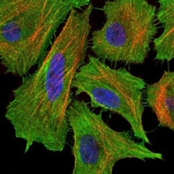 Fas/TNFRSF6/CD95 Antibody (4F8H6) - BSA Free, Novus Biologicals 0.1mL;