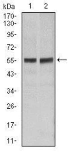 Fas/TNFRSF6/CD95 Antibody (4F8H6) - BSA Free, Novus Biologicals 0.1mL;