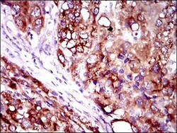 FATP2/SLC27A2 Antibody (6B3A9) - BSA Free, Novus Biologicals 0.1mL; Unlabeled:Antibodies,