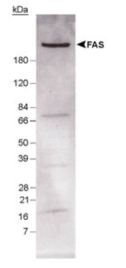 Fatty Acid Synthase/FASN Antibody, Novus Biologicals 0.1mL; Unlabeled:Antibodies,