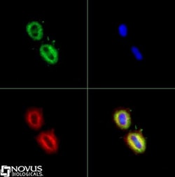 Fatty Acid Synthase/FASN Antibody, Novus Biologicals 0.1mL; Unlabeled:Antibodies,