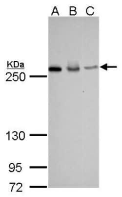 Fatty Acid Synthase/FASN Antibody (325), Novus Biologicals 0.1mL; Unlabeled:Antibodies,
