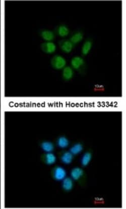 anti-F-box protein 43, Polyclonal, Novus Biologicals 0.1mg; Unlabeled:Antibodies,