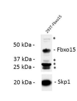 F-box protein 15/FBXO15 Antibody, Novus Biologicals 100&mu;L; Unlabeled:Antibodies,