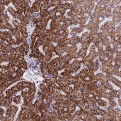 FBRS Antibody, Novus Biologicals 25 &mu;L; Unlabeled:Antibodies, Polyclonal