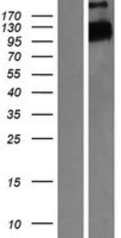 Novus Biologicals&trade;&nbsp;FBXW7/Cdc4 Overexpression Lysate