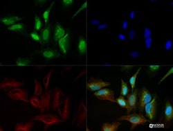 FBX09 Antibody, Novus Biologicals:Antibodies:Primary Antibodies
