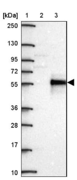 FBXL16 Antibody, Novus Biologicals 0.1 mL | Buy Online | Novus Biologicals | Fisher Scientific